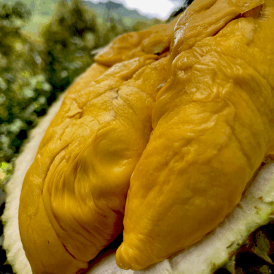 Alternative view of Tiger Black Gold Durian (800g Box - All Meat)