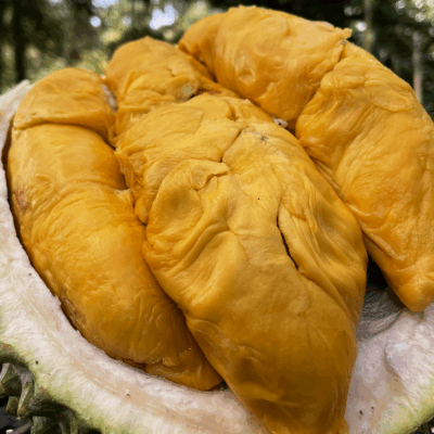 Alternative view of Indigo Black Gold Durians