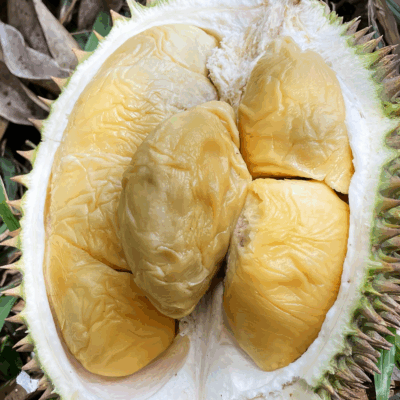 Alternative view of Tiger Premium XO (800g Box - All Meat)