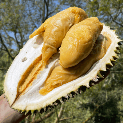 Tiger Tekka Durian (800g Box - All Meat)