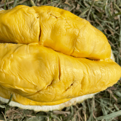 Alternative view of ⭐ Normal MSW Durian // Non-Mountain Harvest (800g Box - All Meat)